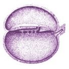 Crescimento Embrionário
