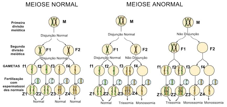 Por que acontecem anomalias numéricas de cromossomos?