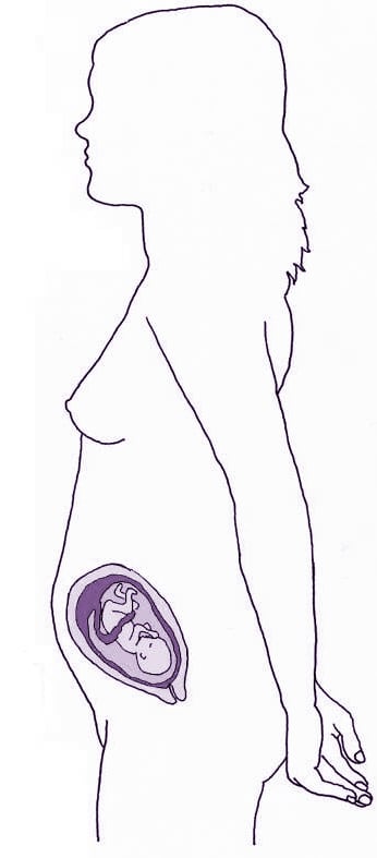 22ª Semana - gravidez passo a passo
