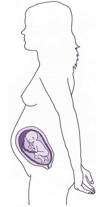 25ª Semana - gravidez passo a passo